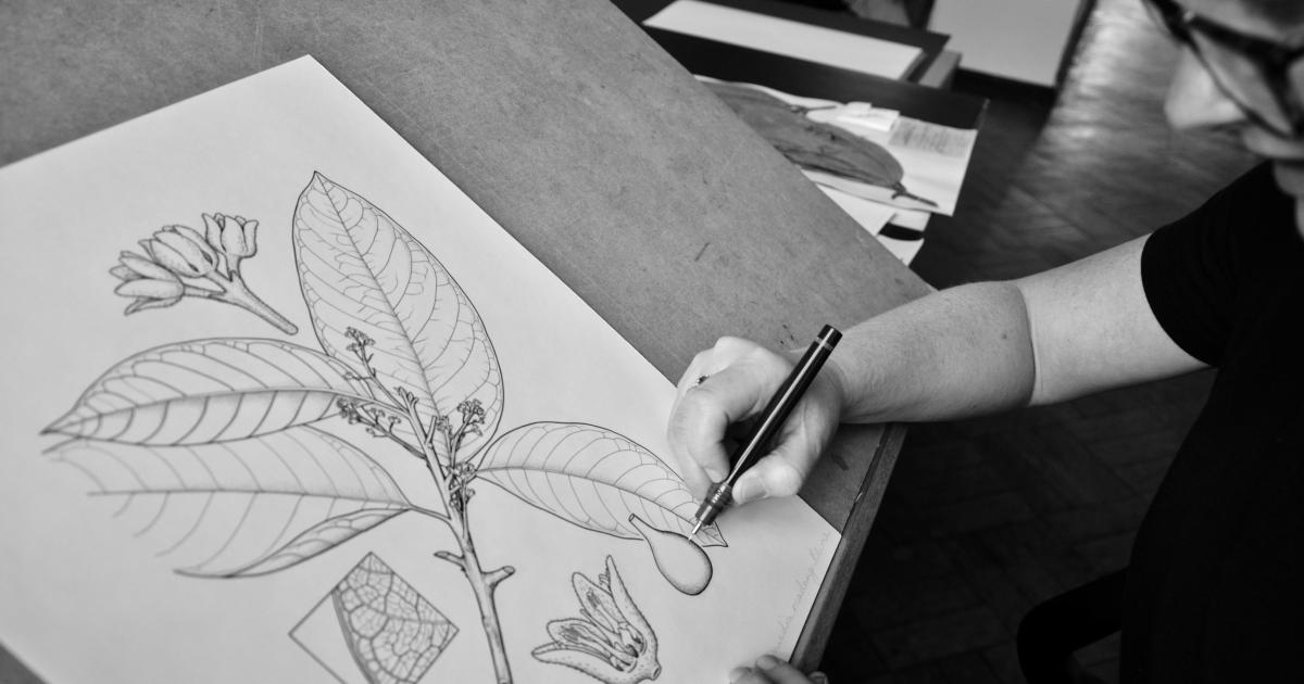13-astounding-facts-about-botanical-illustrator