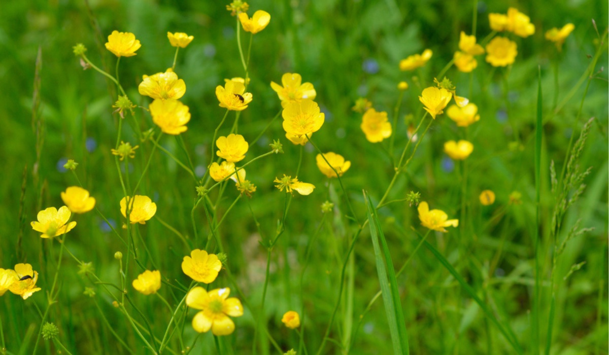 13-astounding-facts-about-buttercup