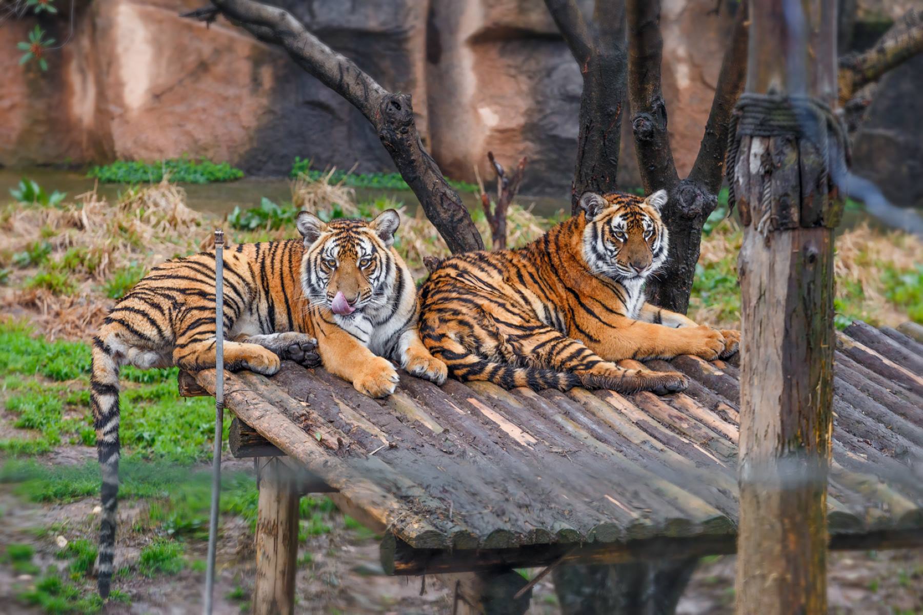 13-astounding-facts-about-changsha-ecological-zoo