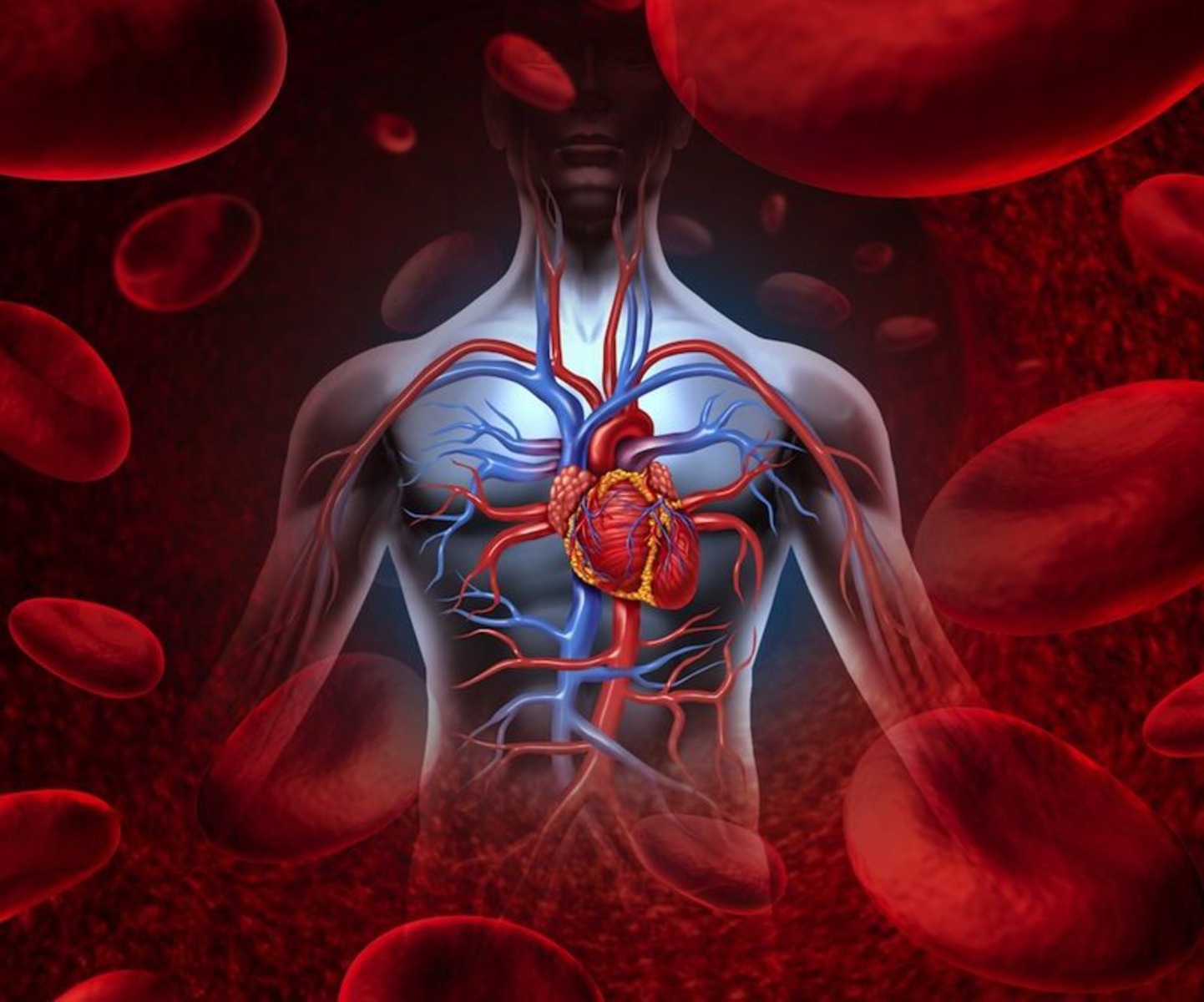 13-astounding-facts-about-human-circulatory-system