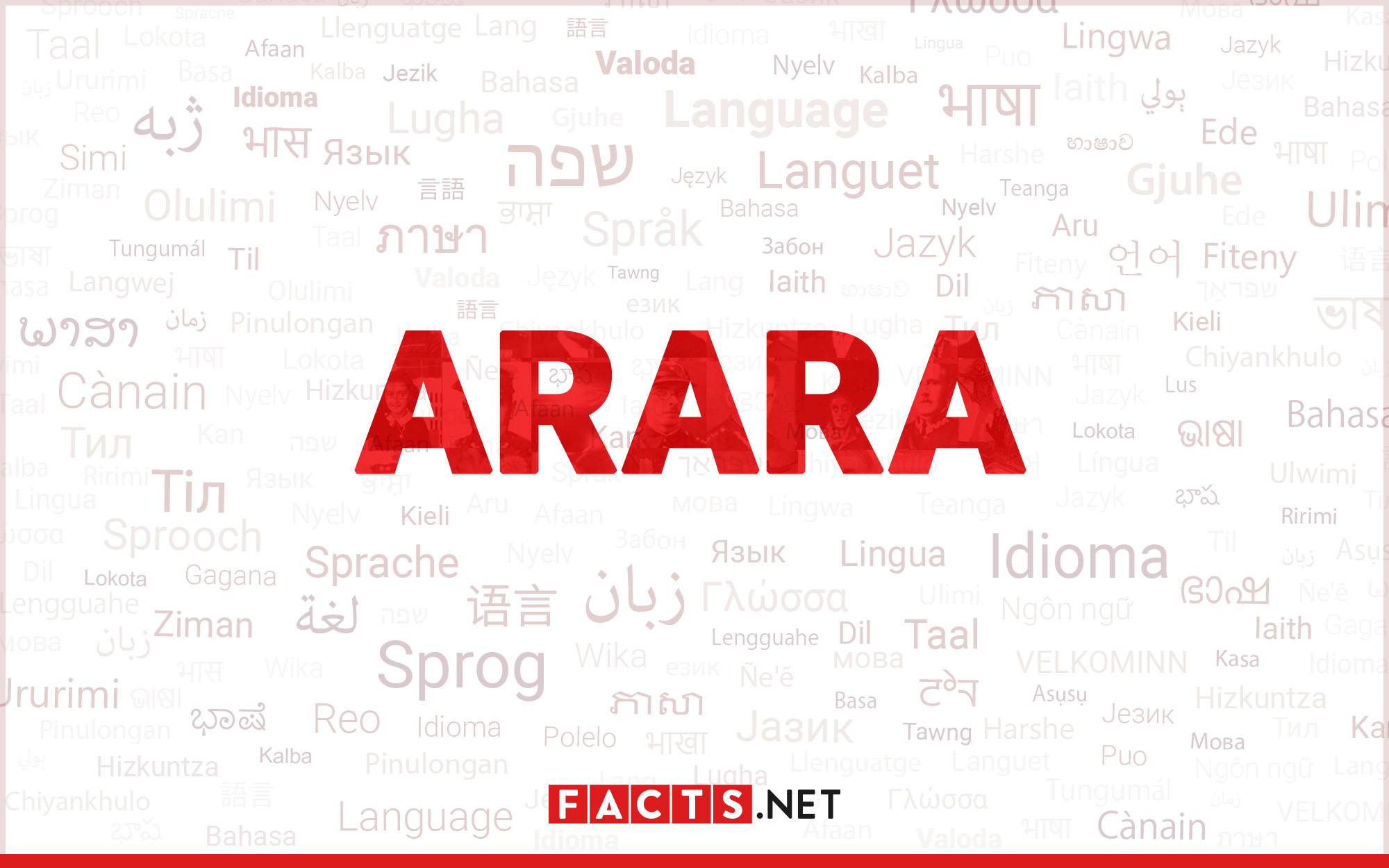13-captivating-facts-about-arara
