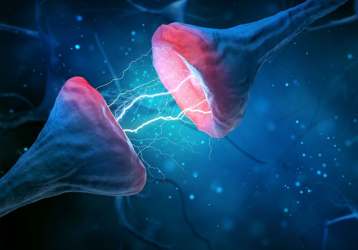 13-captivating-facts-about-synaptic-transmission