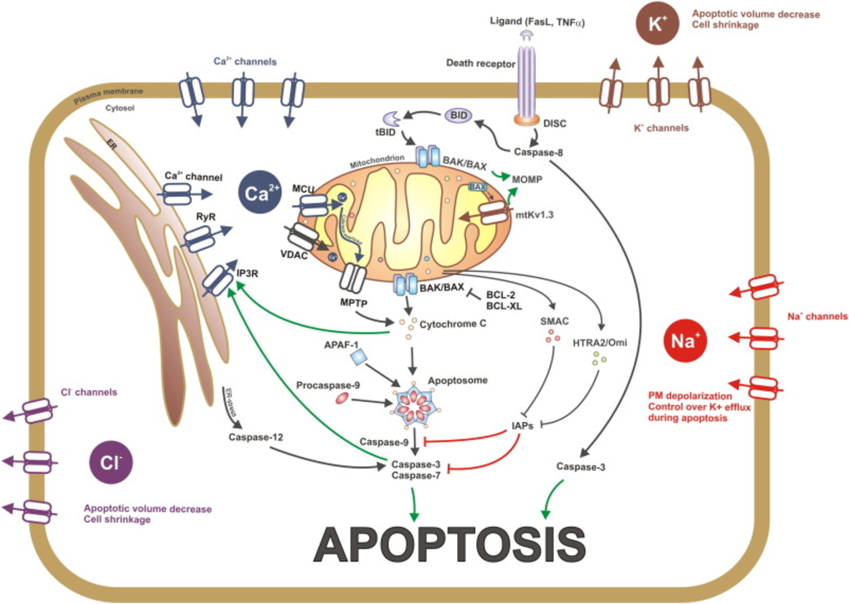 13-enigmatic-facts-about-apoptosis-signaling