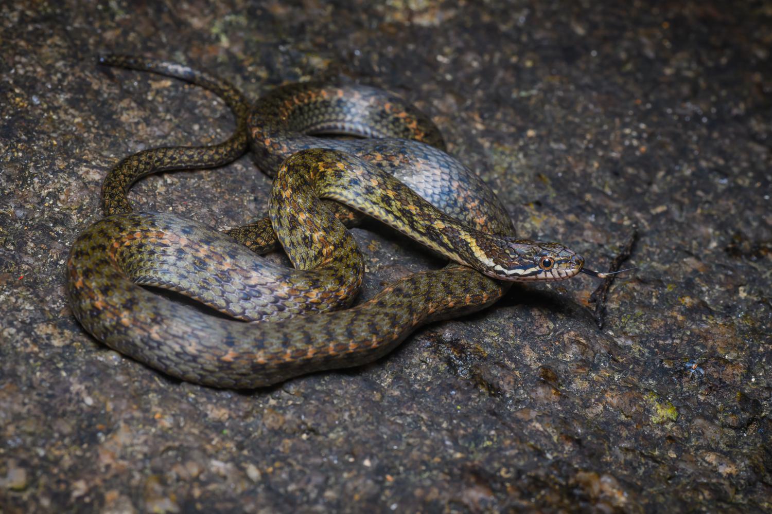 13-enigmatic-facts-about-boulengers-keelback