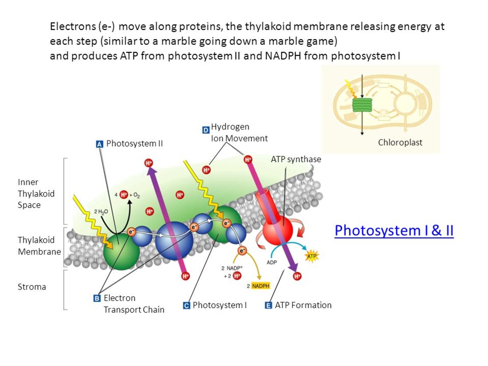 13-enigmatic-facts-about-photosystem-i-and-ii