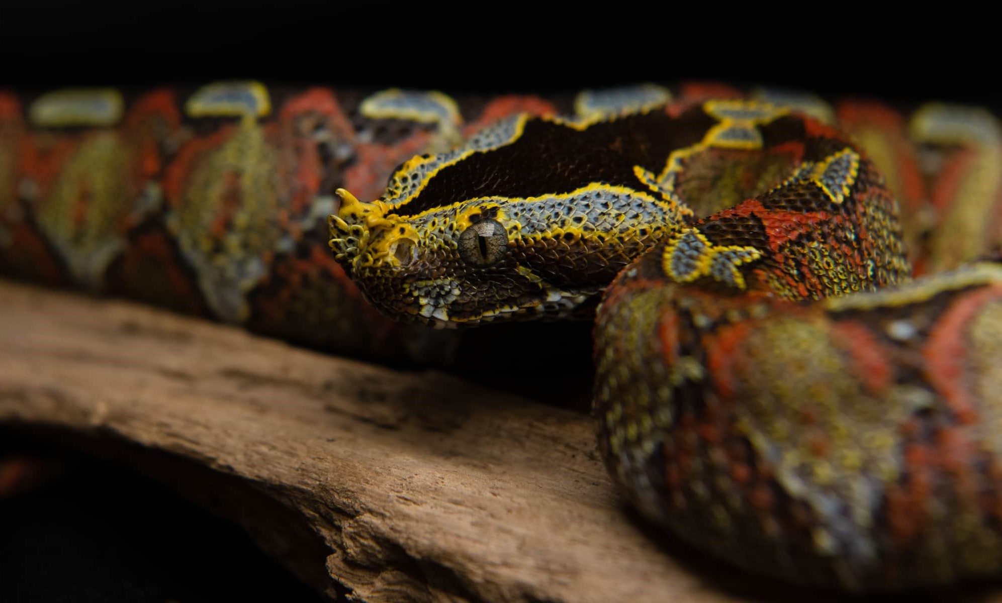 13-enigmatic-facts-about-rhinoceros-viper