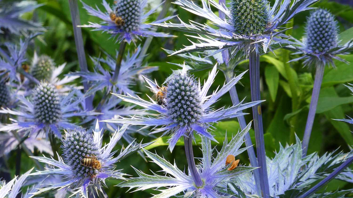 13 Enigmatic Facts About Sea Holly