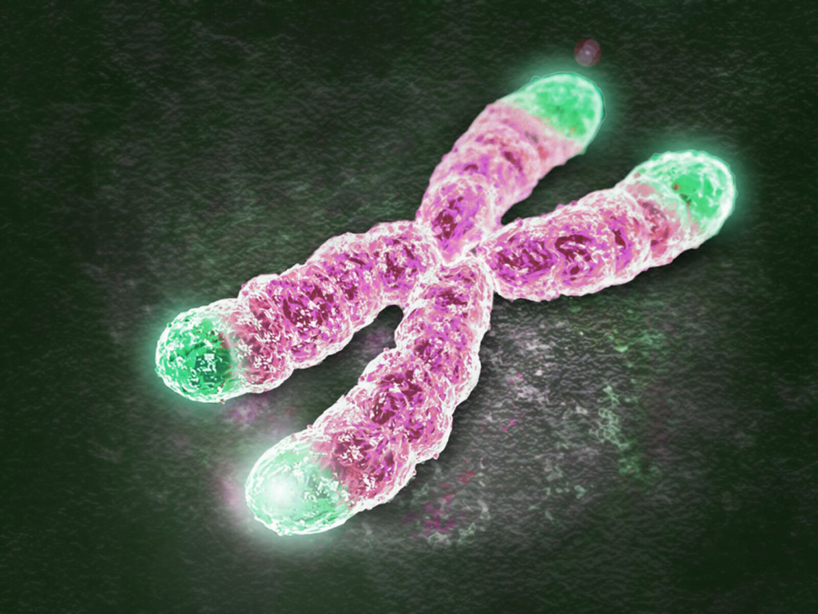 13-enigmatic-facts-about-telomeres