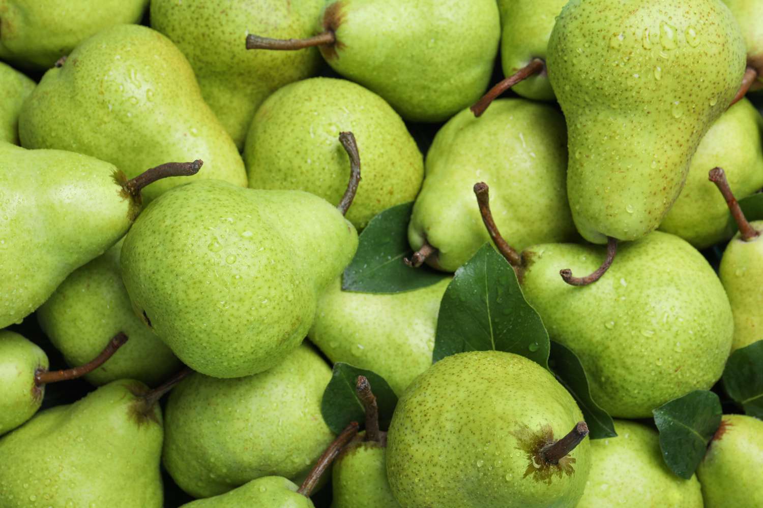 13-facts-about-pears