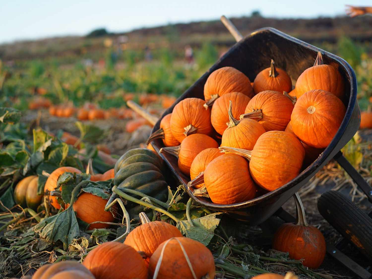 13-facts-about-pumpkin