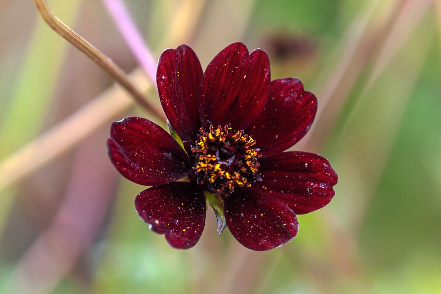 13-fascinating-facts-about-chocolate-cosmos