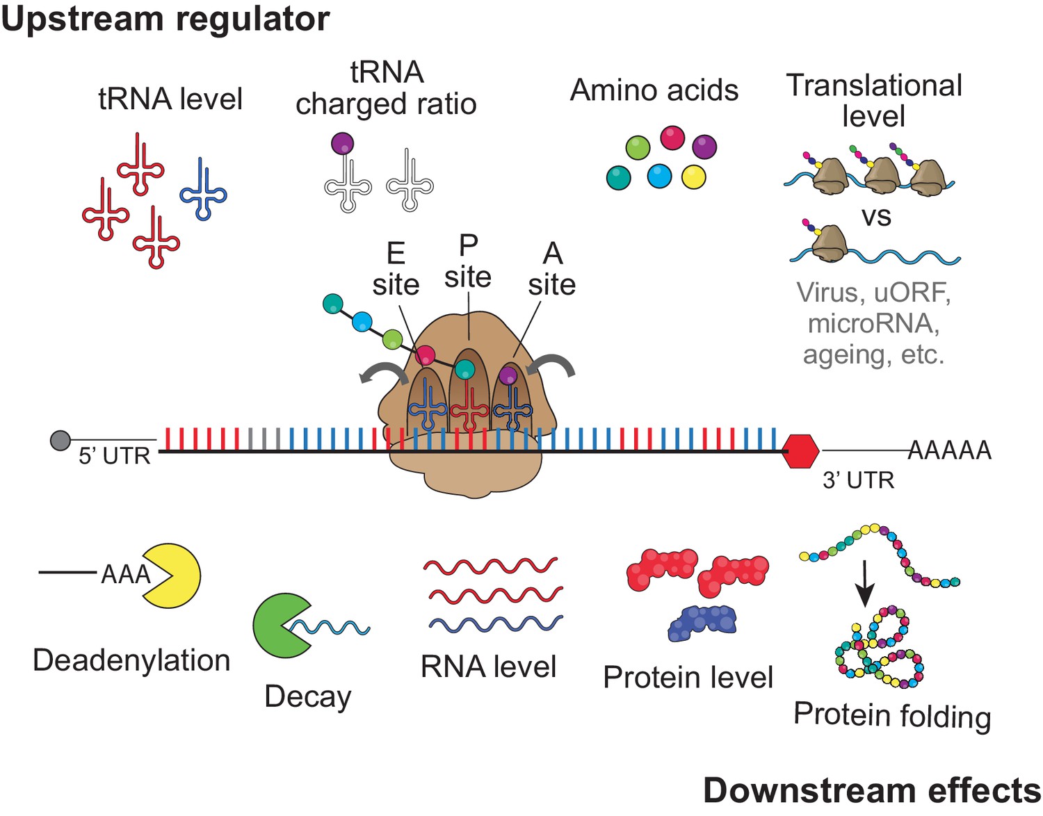 13-fascinating-facts-about-mrna-stability