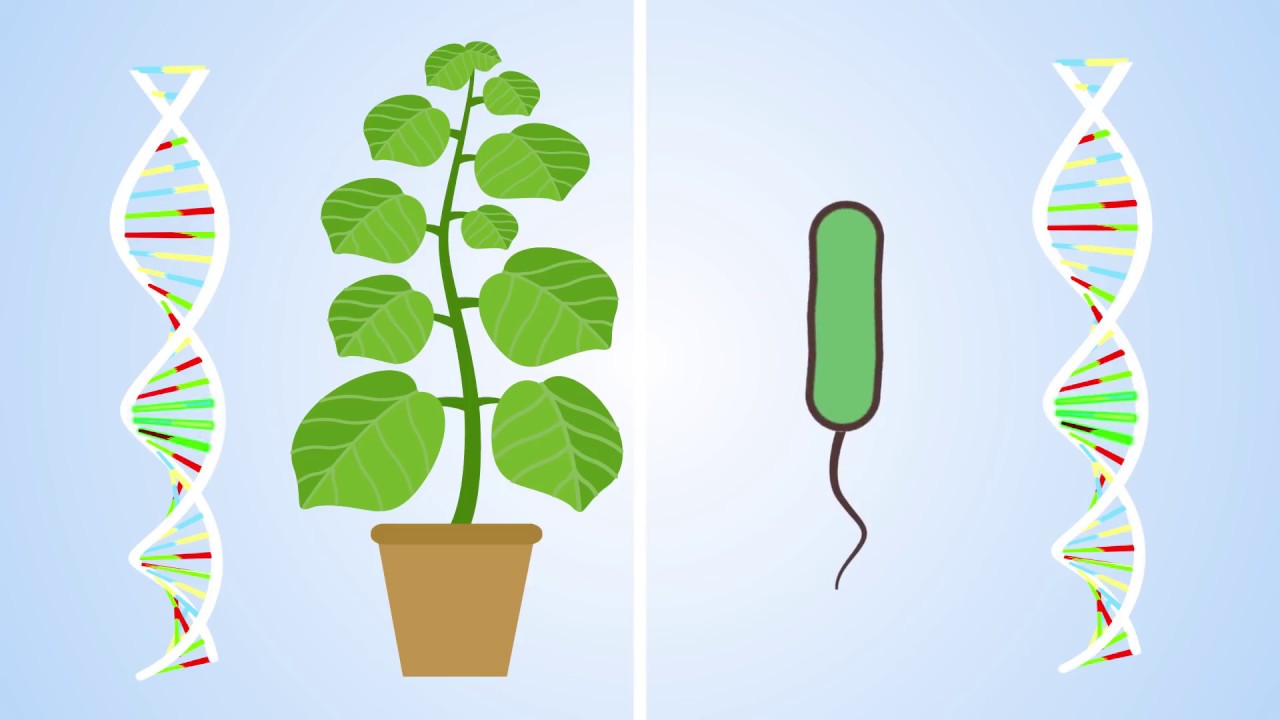 13-fascinating-facts-about-plant-immune-response