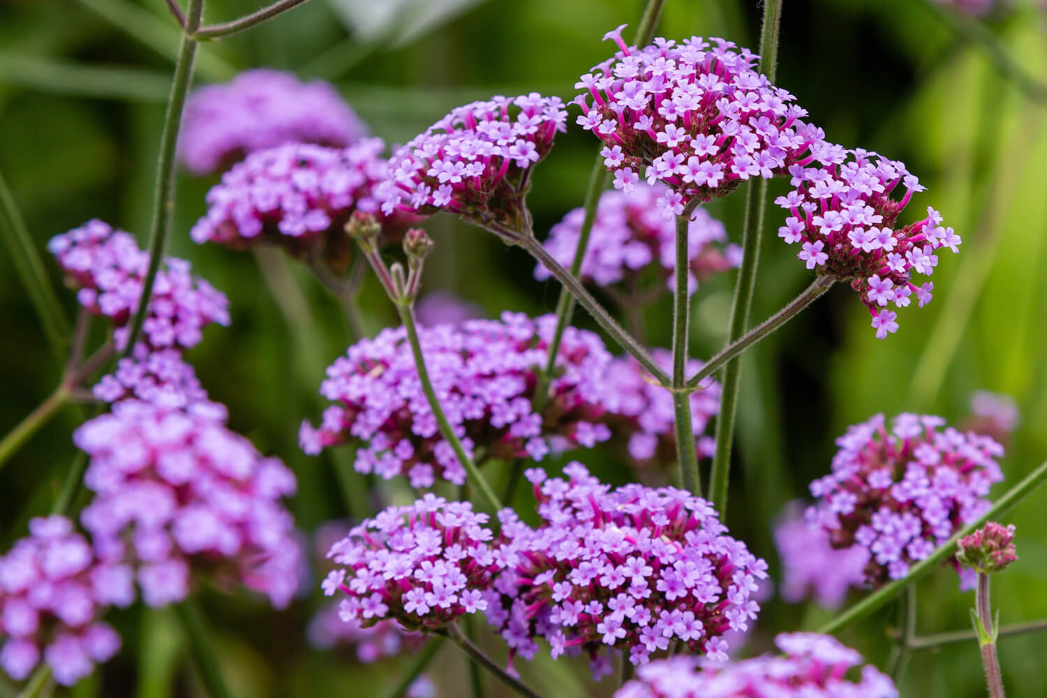 13-fascinating-facts-about-verbena