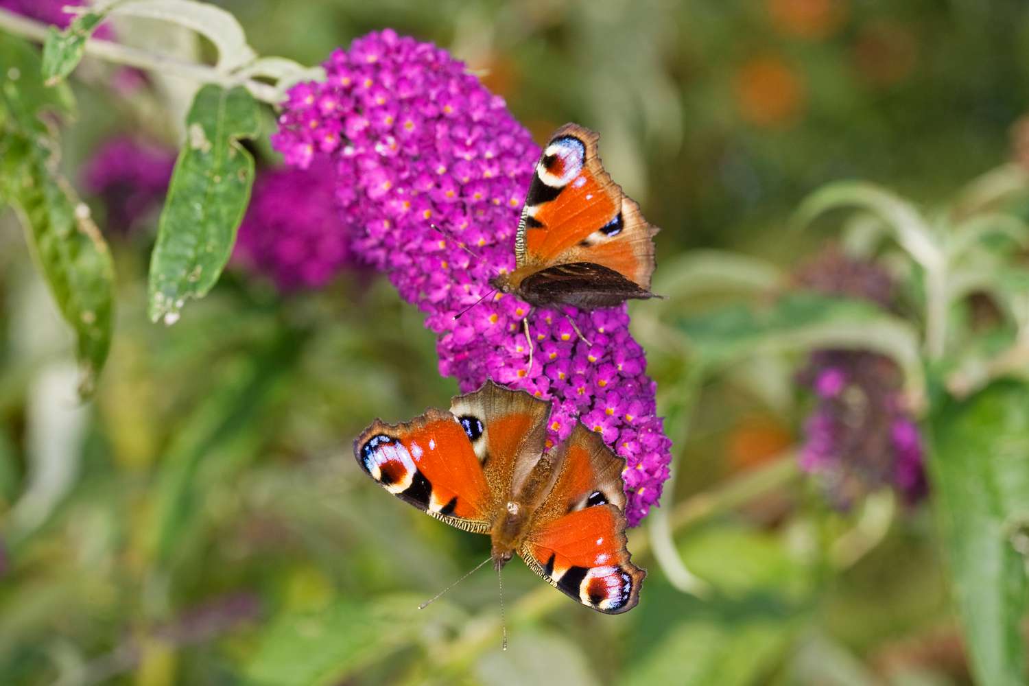 13 Intriguing Facts About Butterfly Bush - Facts.net