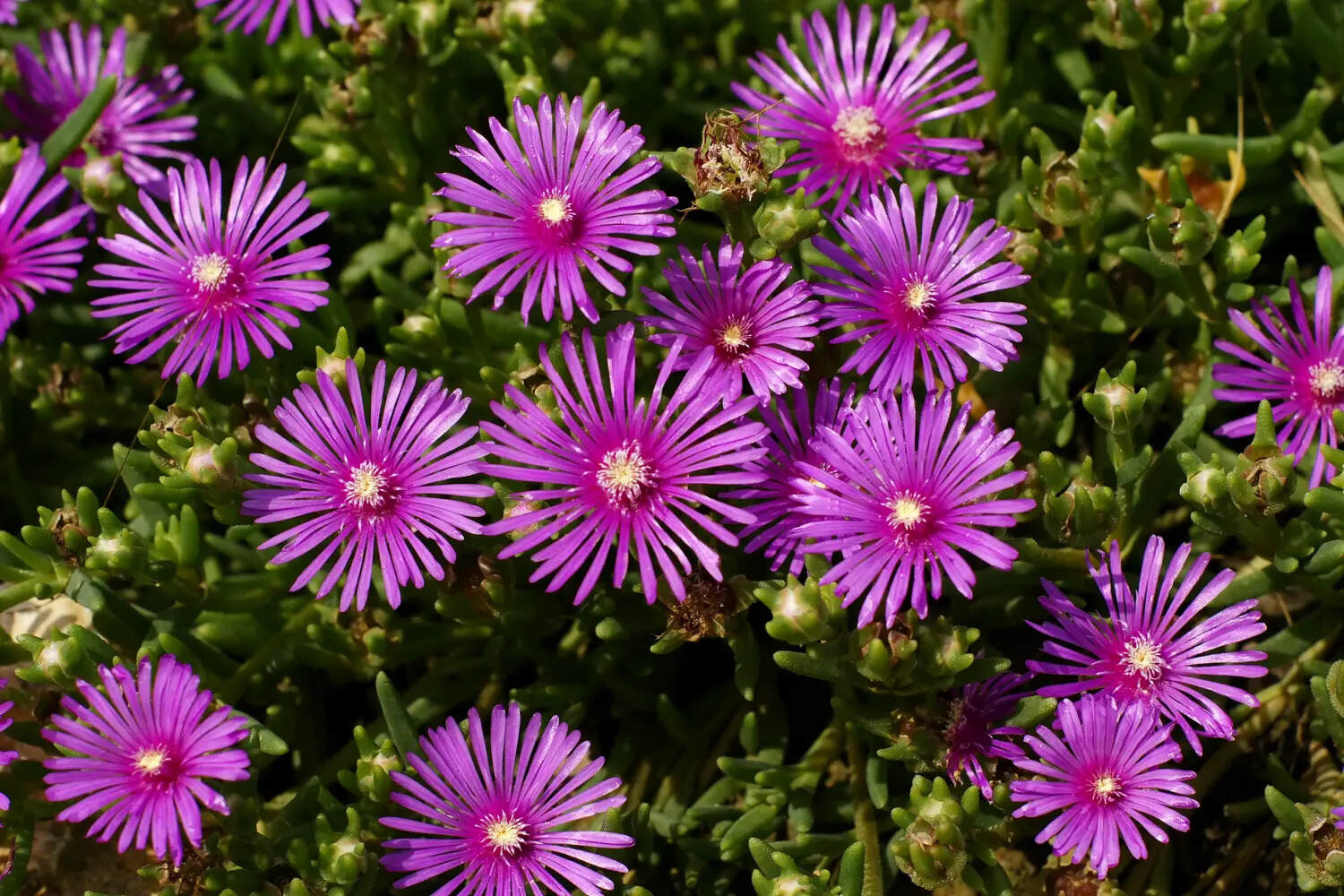 13-intriguing-facts-about-delosperma
