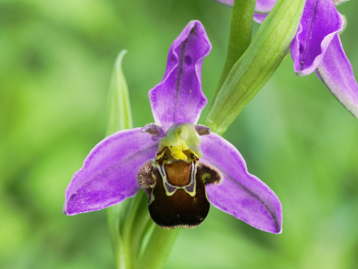 13-mind-blowing-facts-about-bee-orchid