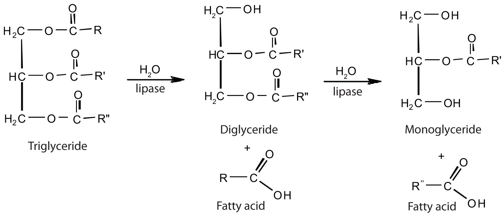 13-mind-blowing-facts-about-catabolism