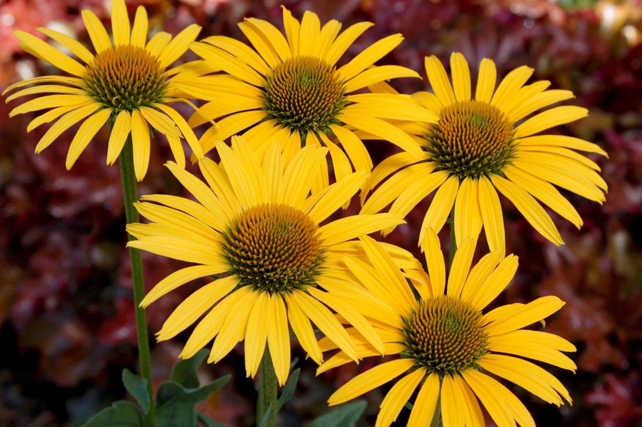 13-mind-blowing-facts-about-coneflower
