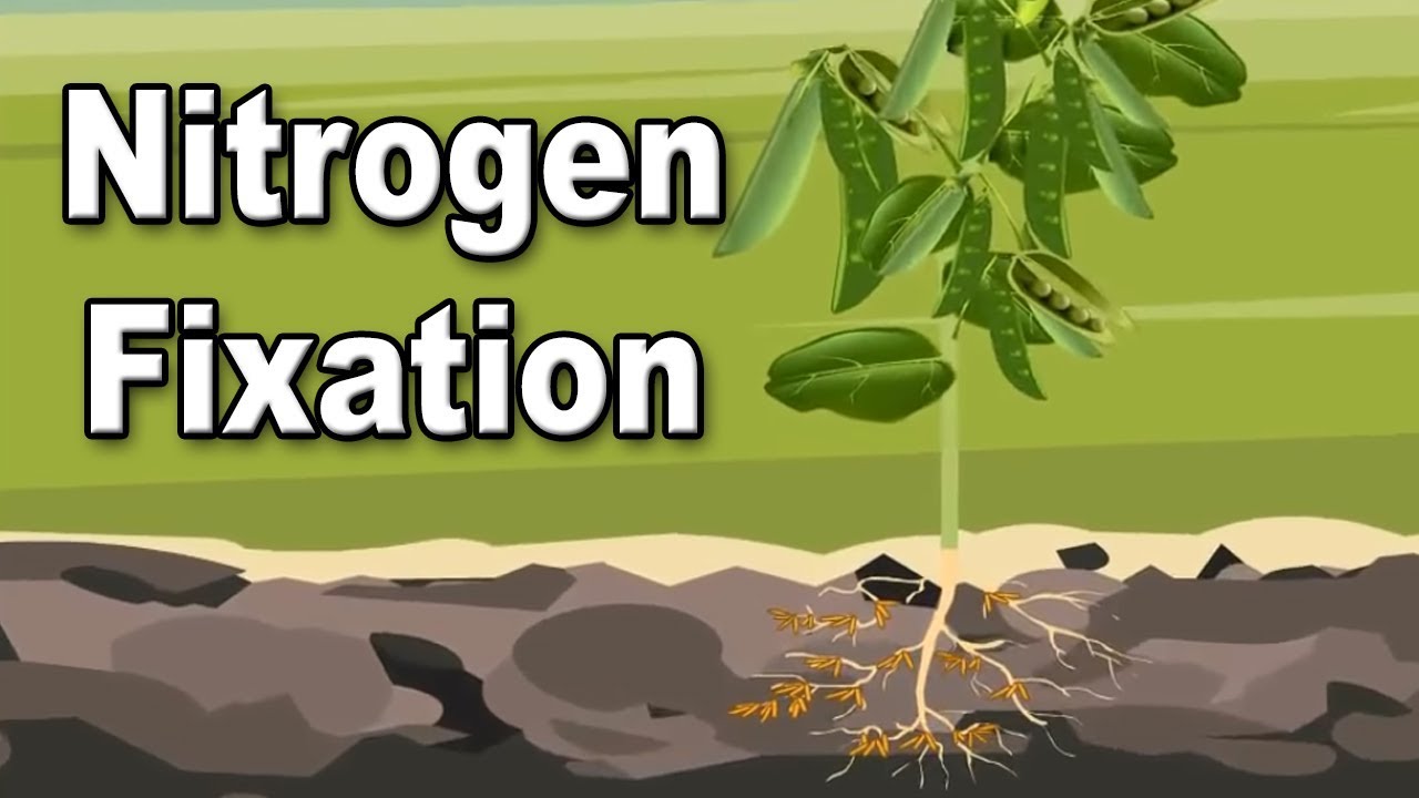 13-mind-blowing-facts-about-nitrogen-fixation