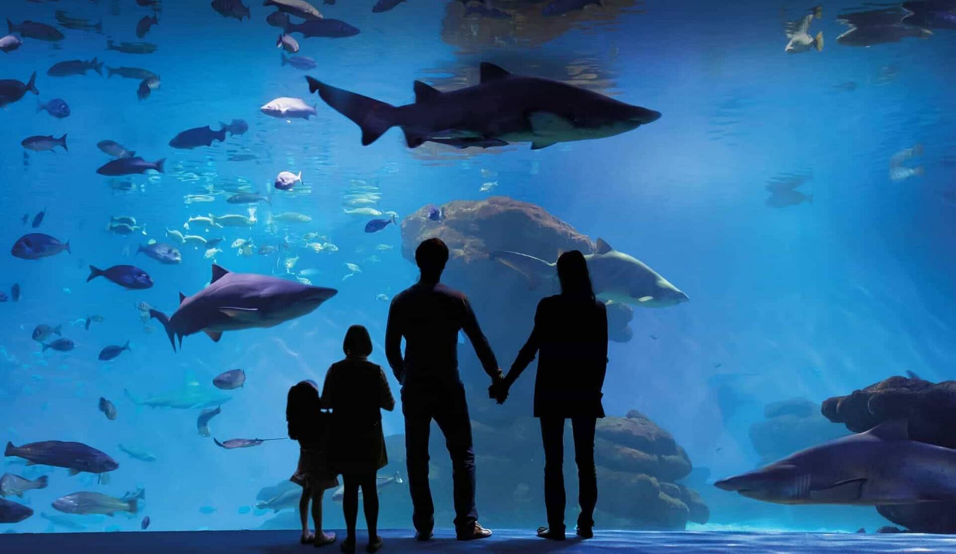 13-mind-blowing-facts-about-palma-aquarium