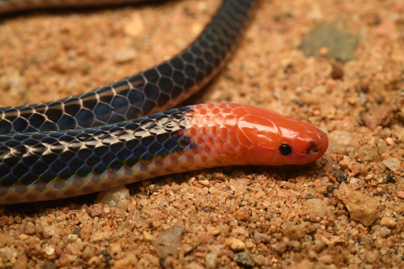 13-mind-blowing-facts-about-pink-headed-reed-snake