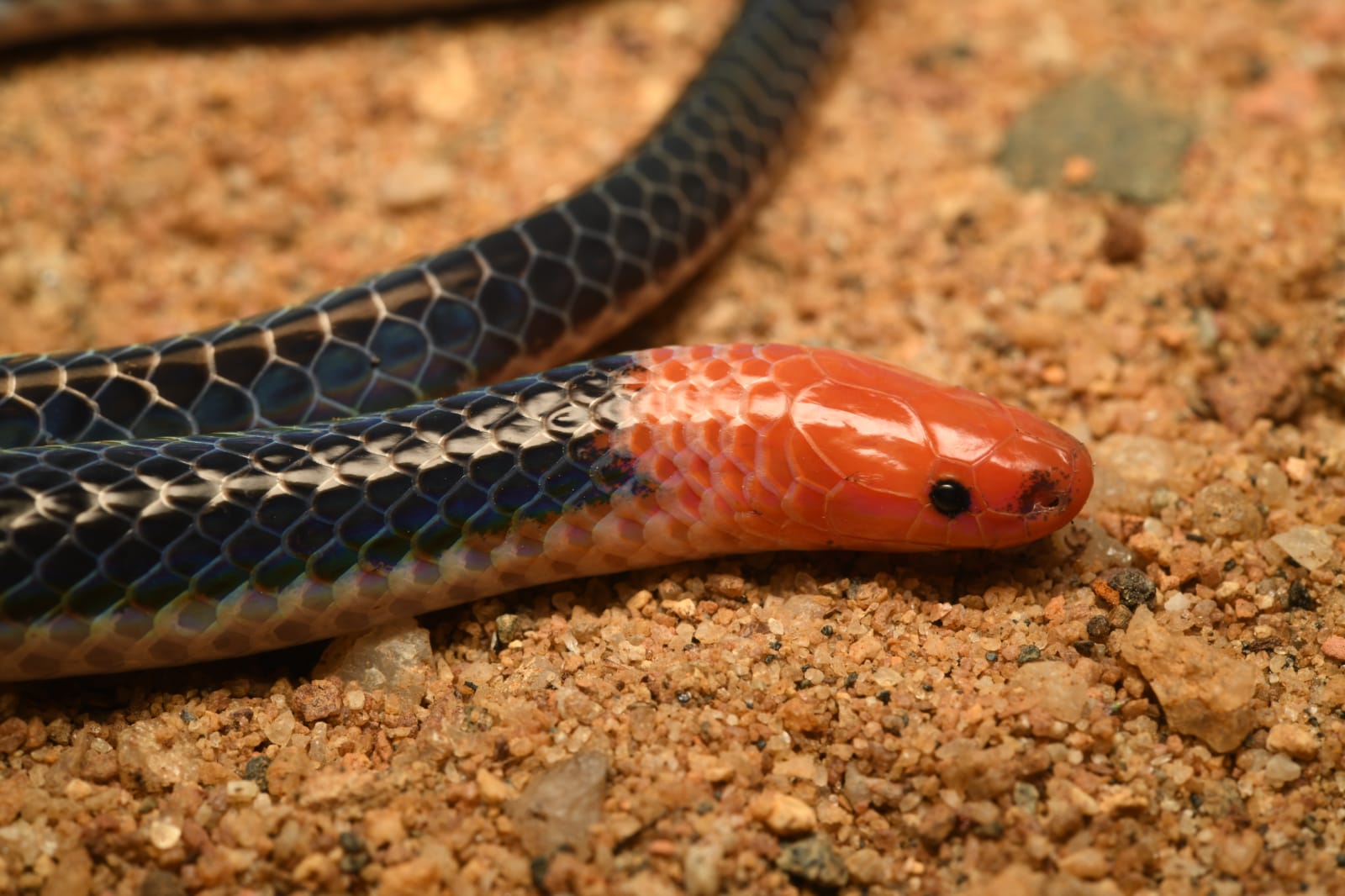 https://facts.net/wp-content/uploads/2023/09/13-mind-blowing-facts-about-pink-headed-reed-snake-1696037355.jpg