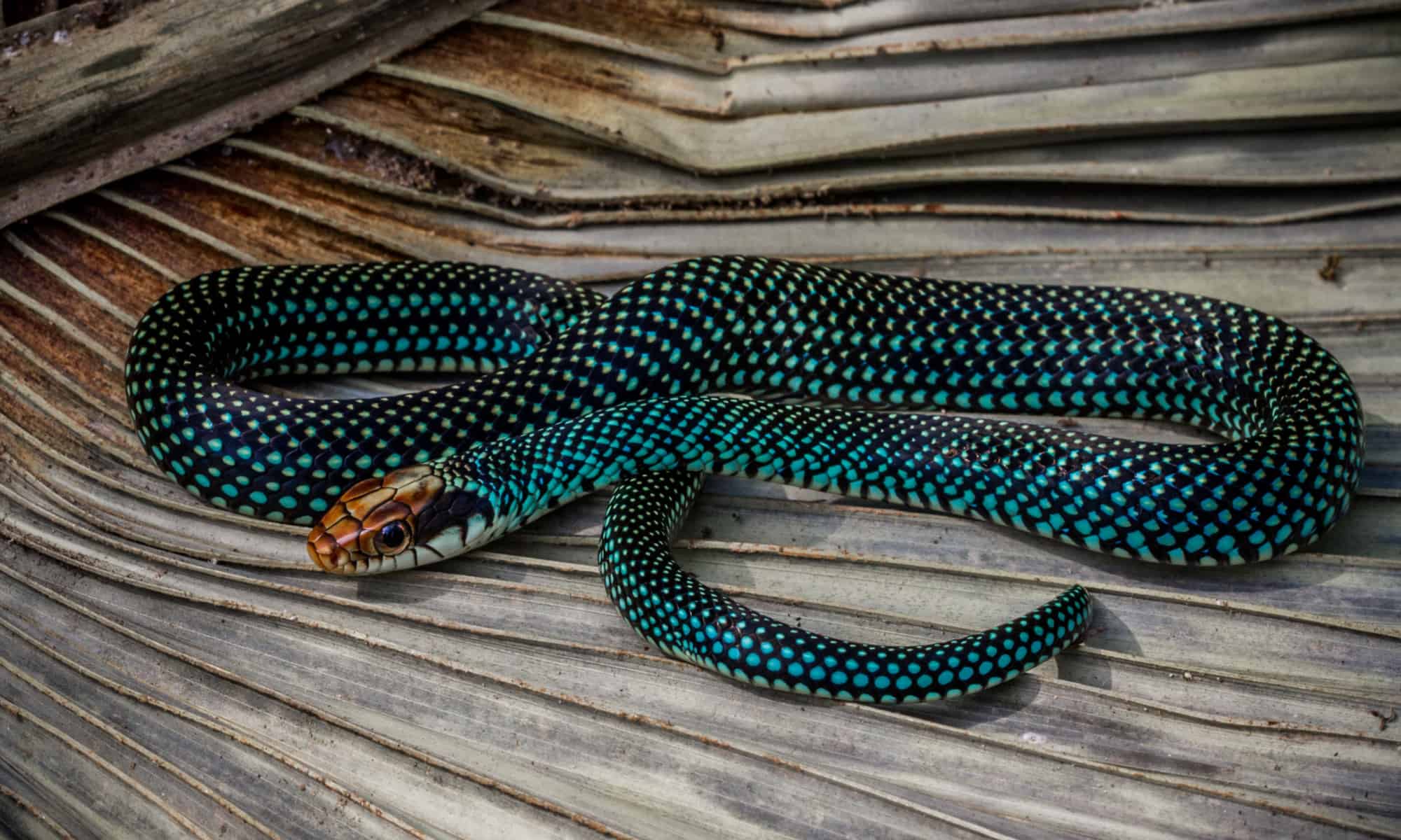 13-mind-blowing-facts-about-speckled-racer