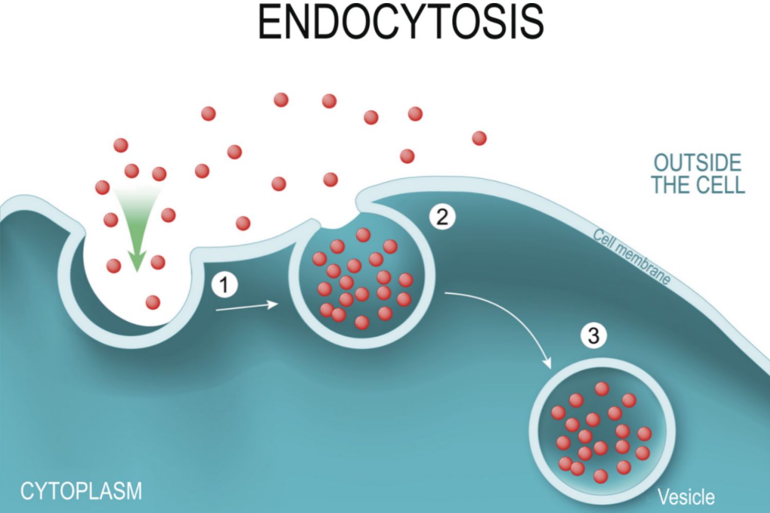 13-surprising-facts-about-endocytosis