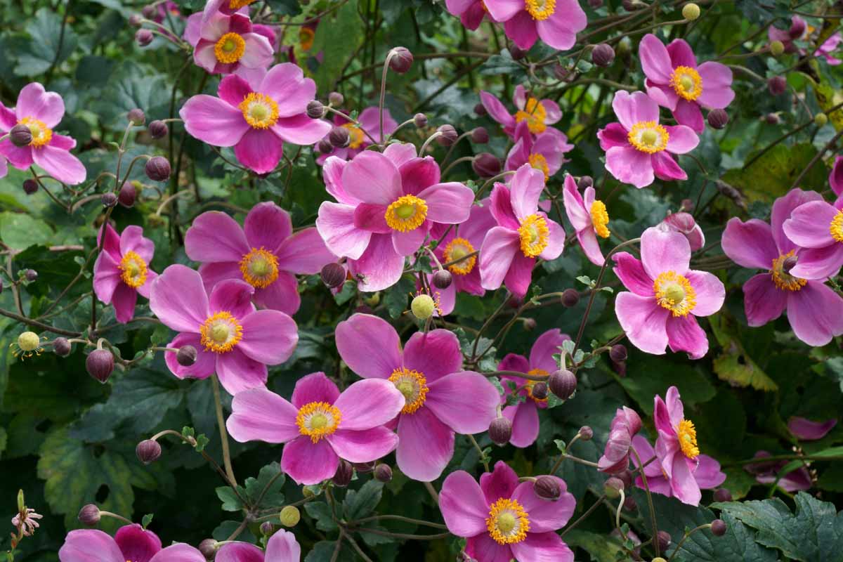 13-surprising-facts-about-japanese-anemone
