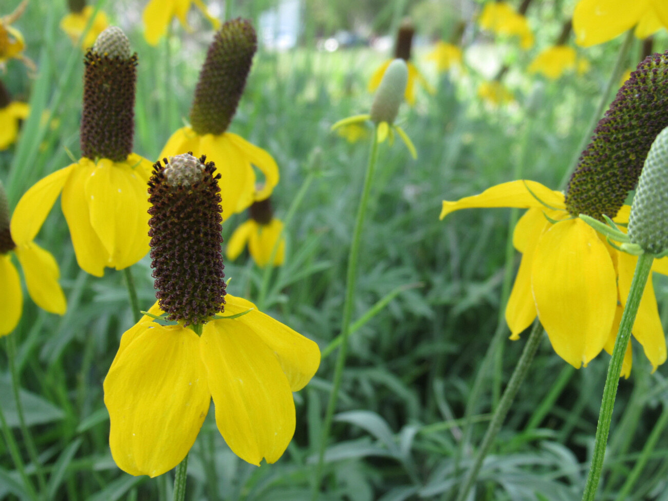 13-surprising-facts-about-prairie-coneflower