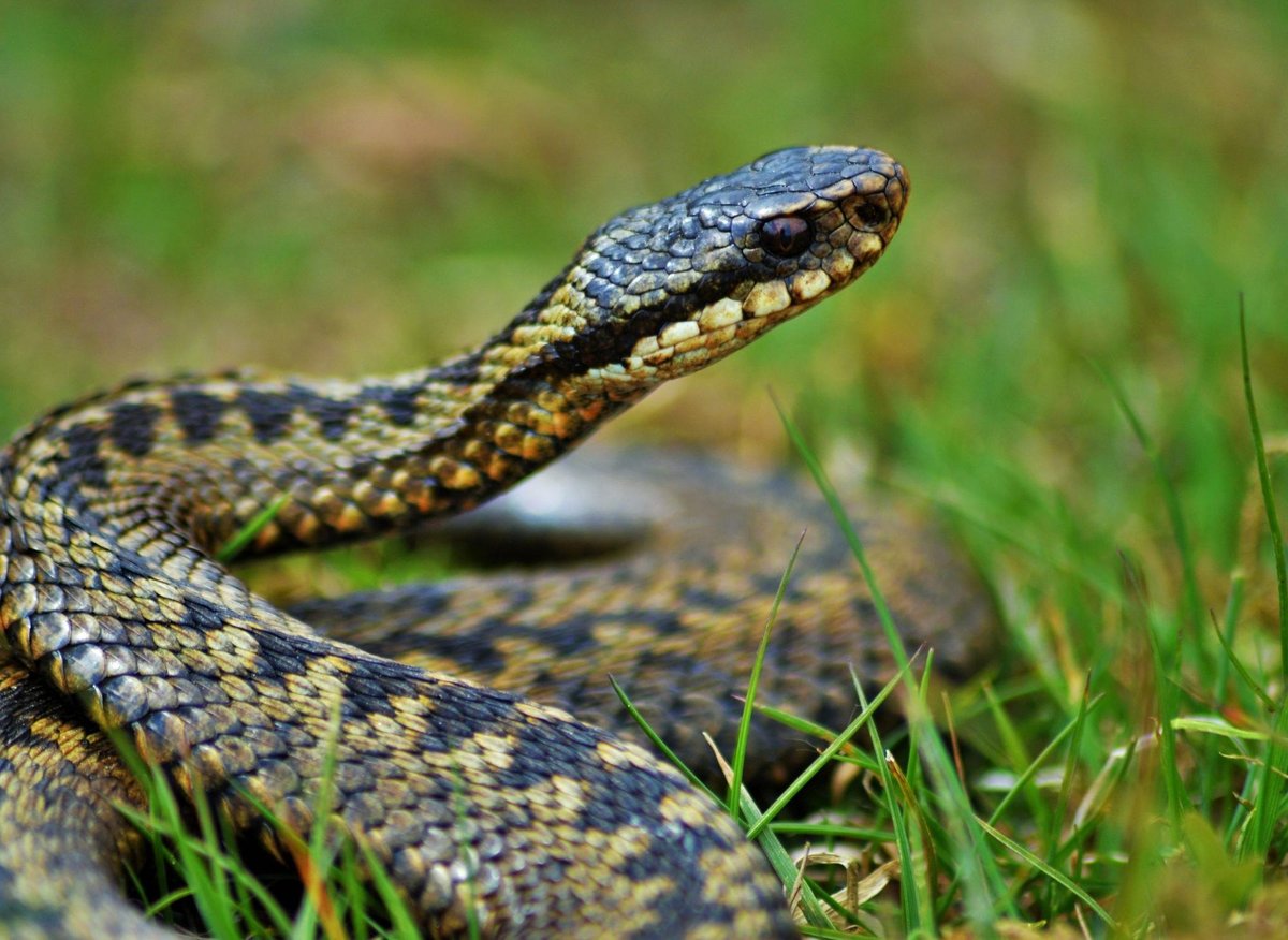 14-astonishing-facts-about-adder