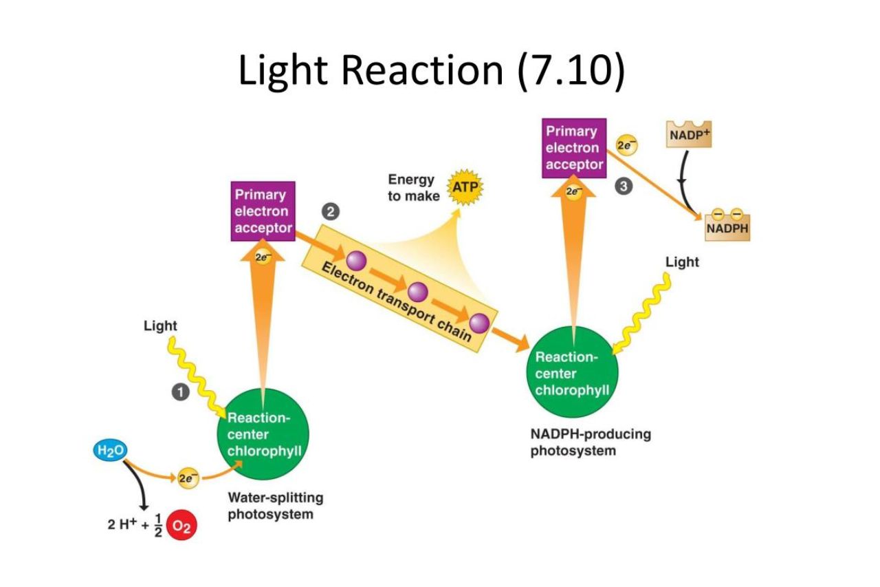 14-astonishing-facts-about-light-reactions