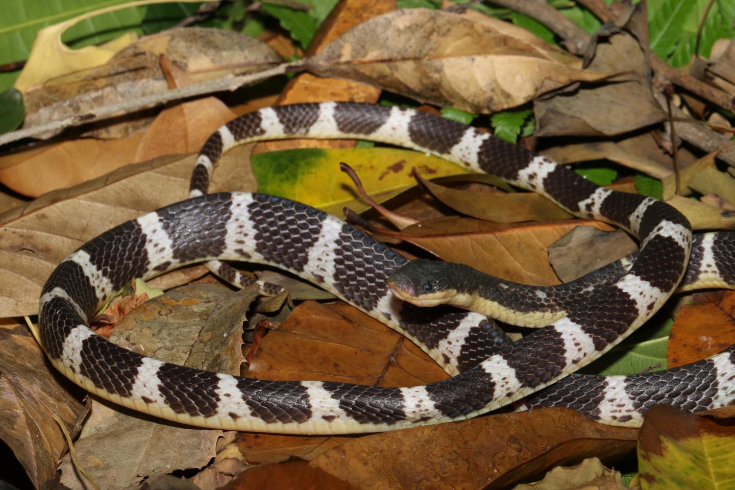 14-astonishing-facts-about-many-banded-krait
