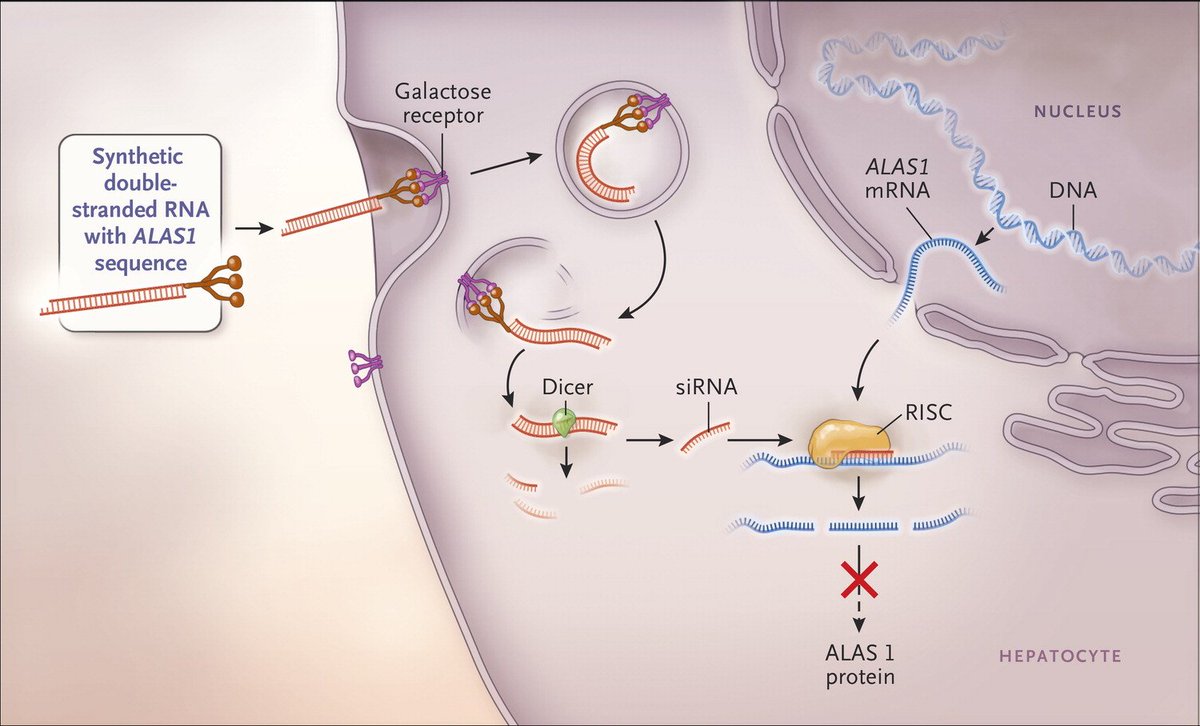 14-astonishing-facts-about-sirna-small-interfering-rna