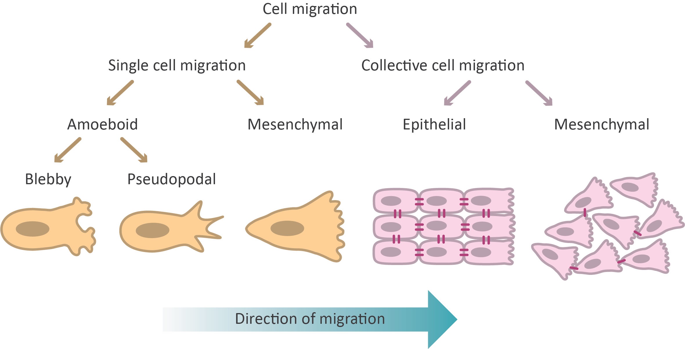 14-astounding-facts-about-cell-migration