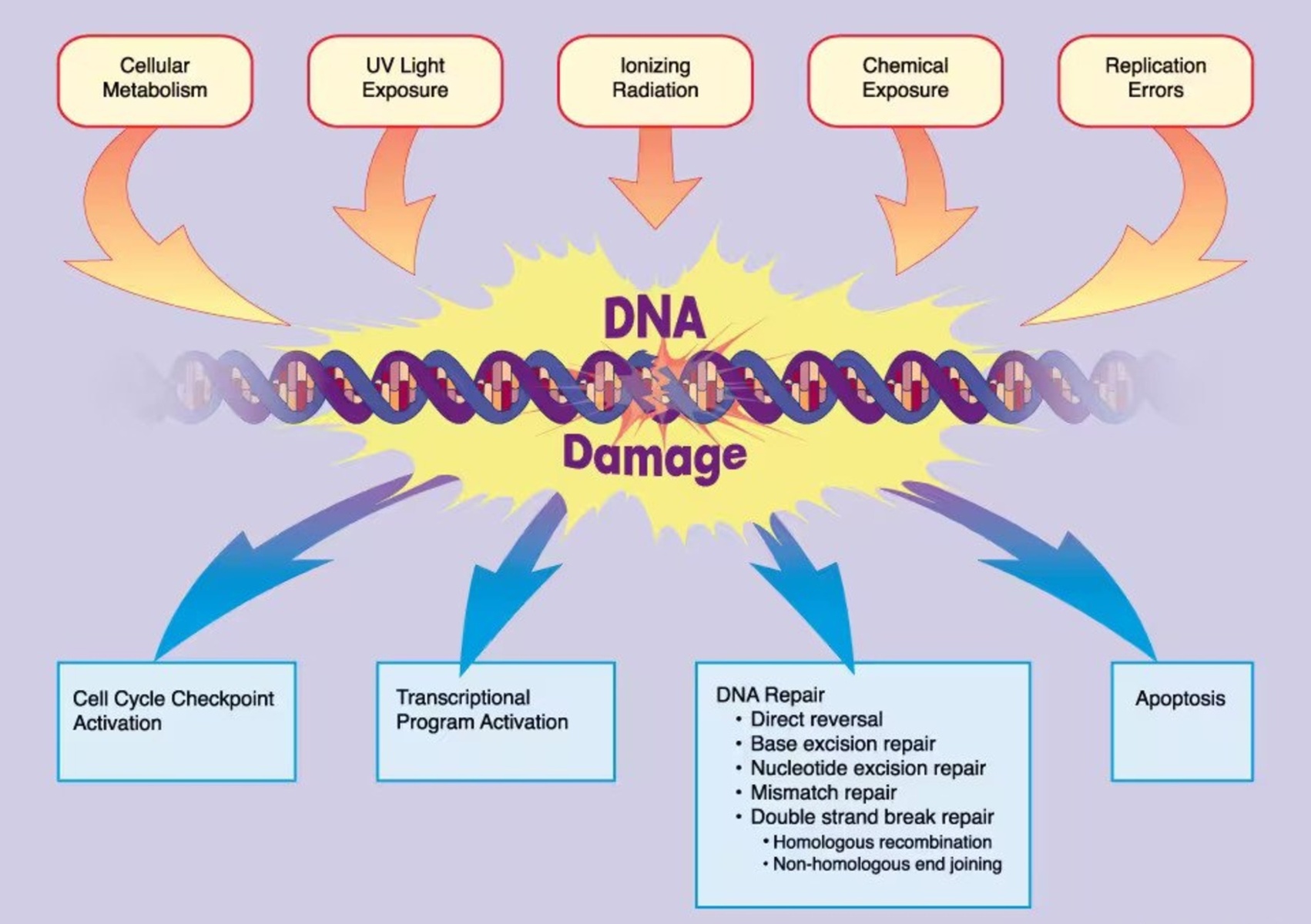 14-astounding-facts-about-dna-damage-response