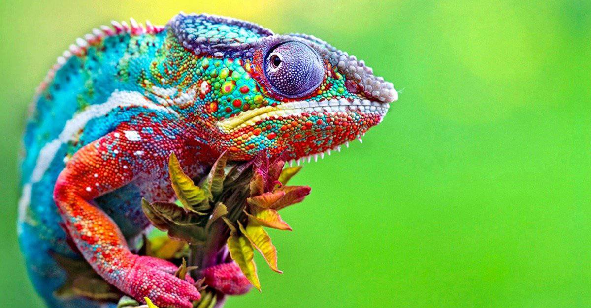 14-astounding-facts-about-reptiles