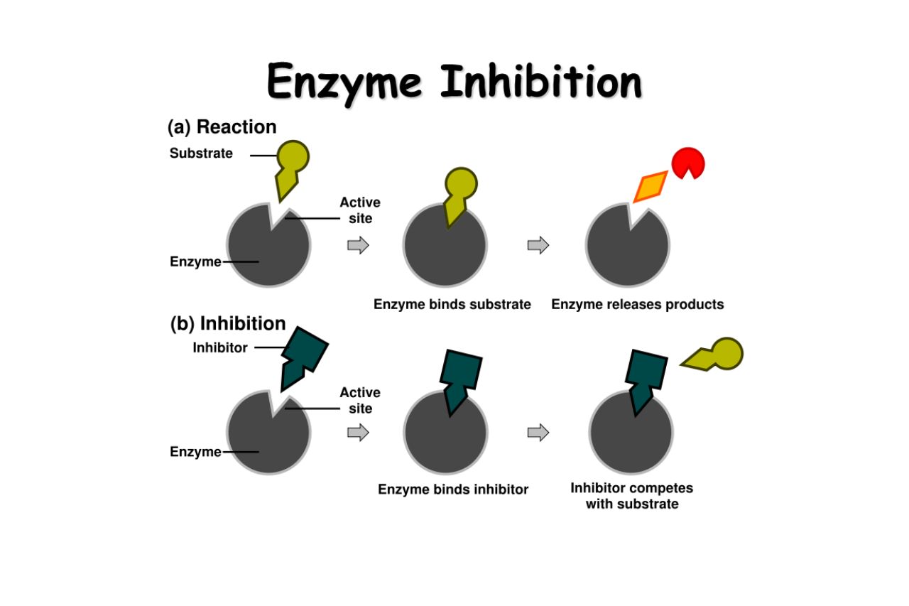 14-captivating-facts-about-enzyme-inhibition
