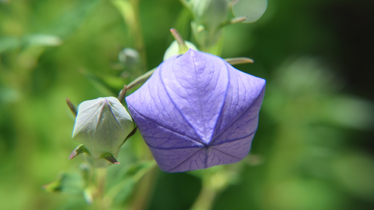 14-enigmatic-facts-about-balloon-flower