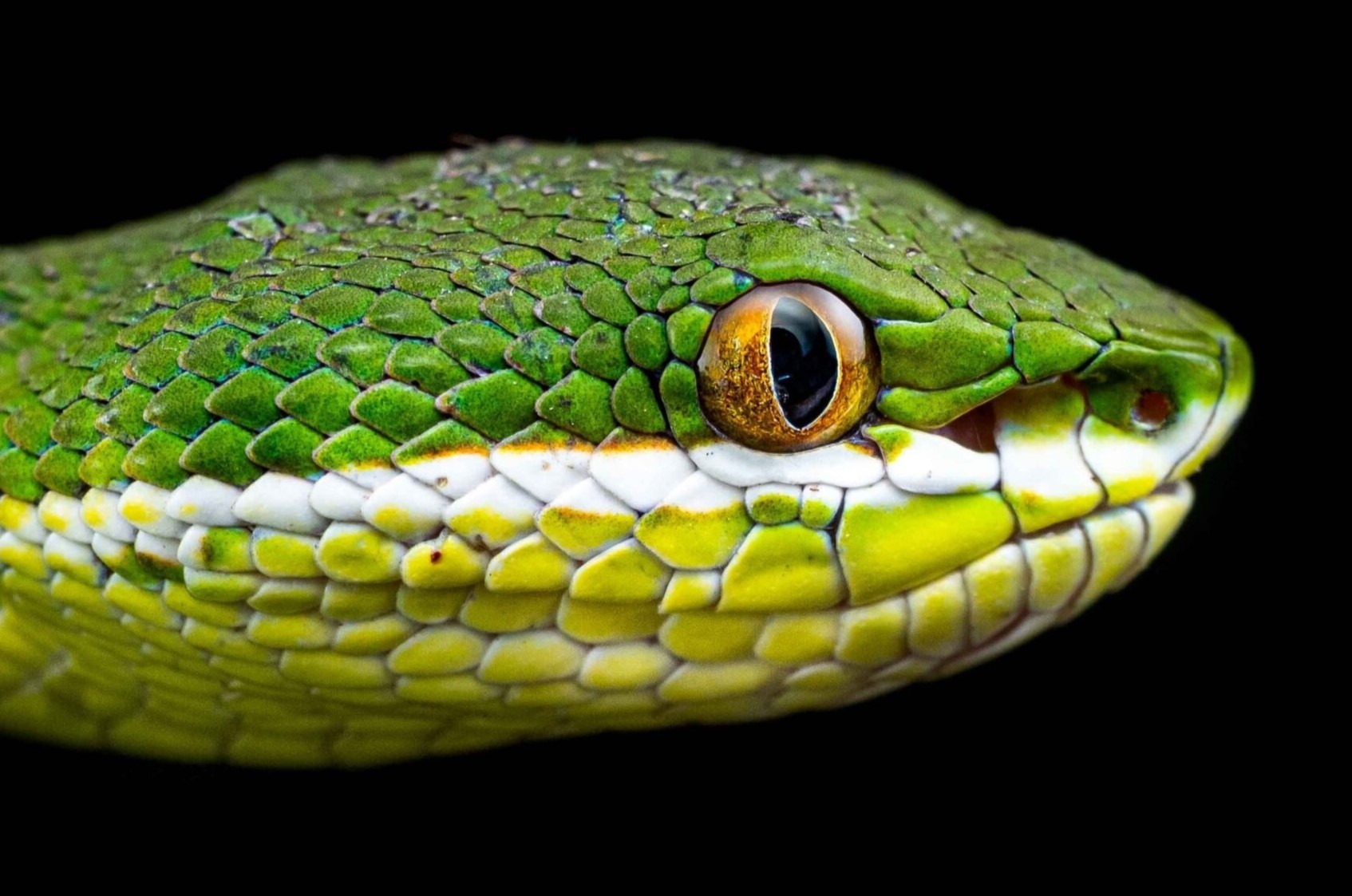 14-enigmatic-facts-about-bamboo-pit-viper