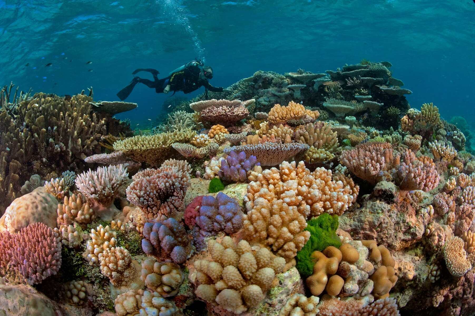 14-enigmatic-facts-about-gulf-of-aqaba-reefs