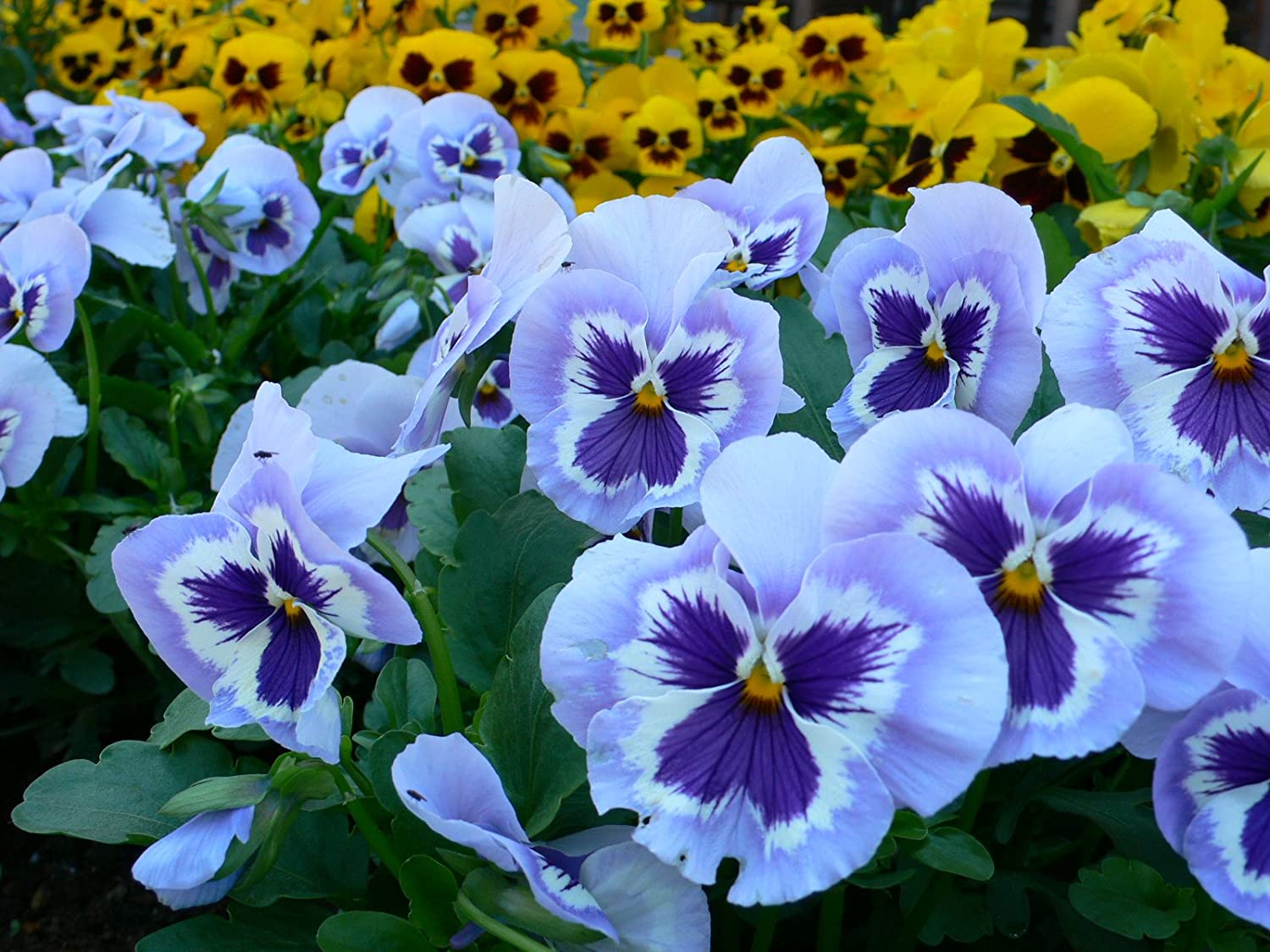 14-enigmatic-facts-about-pansy