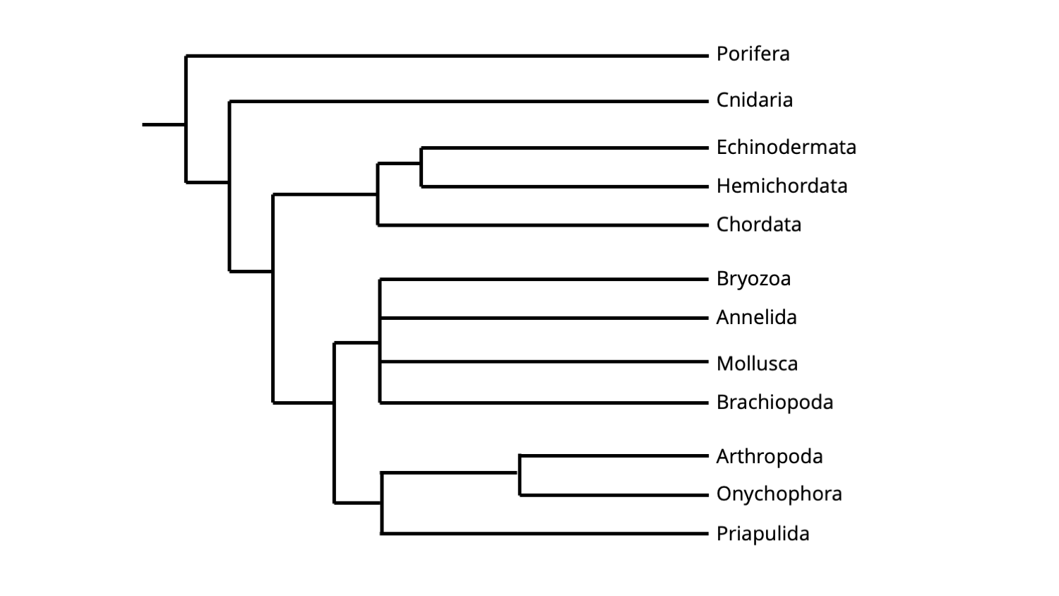 14-enigmatic-facts-about-phylogeny