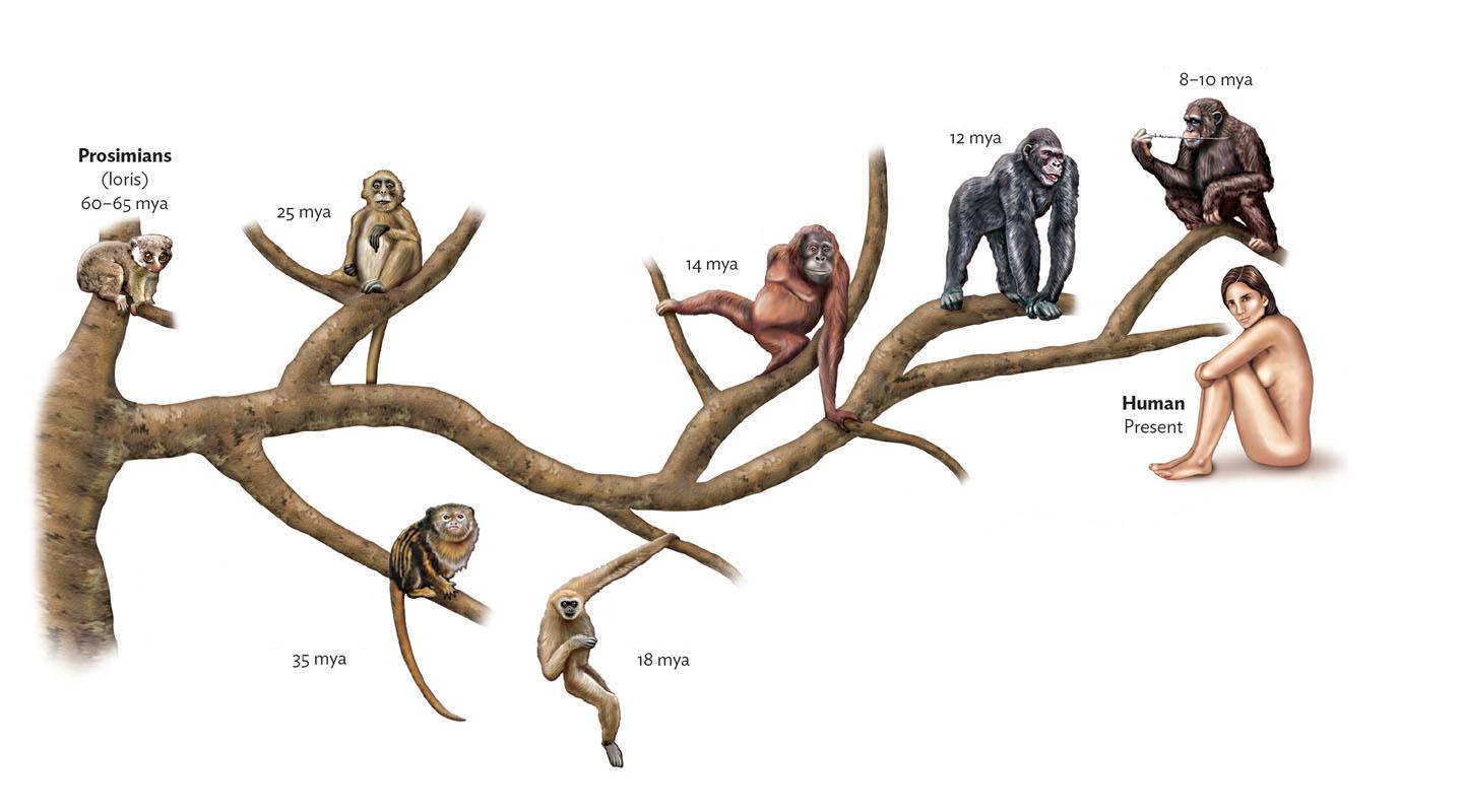 first primates on earth