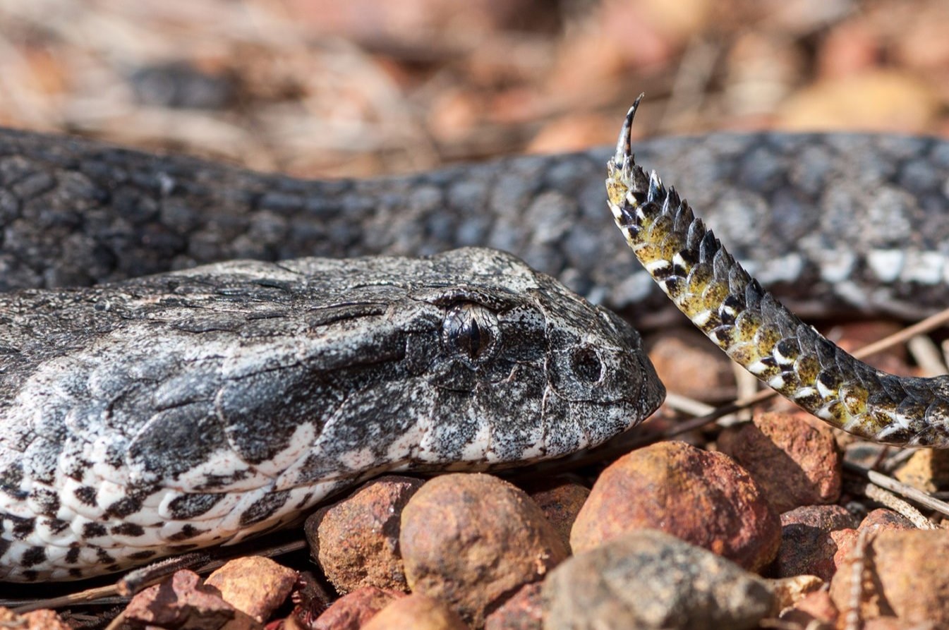 14-extraordinary-facts-about-death-adder
