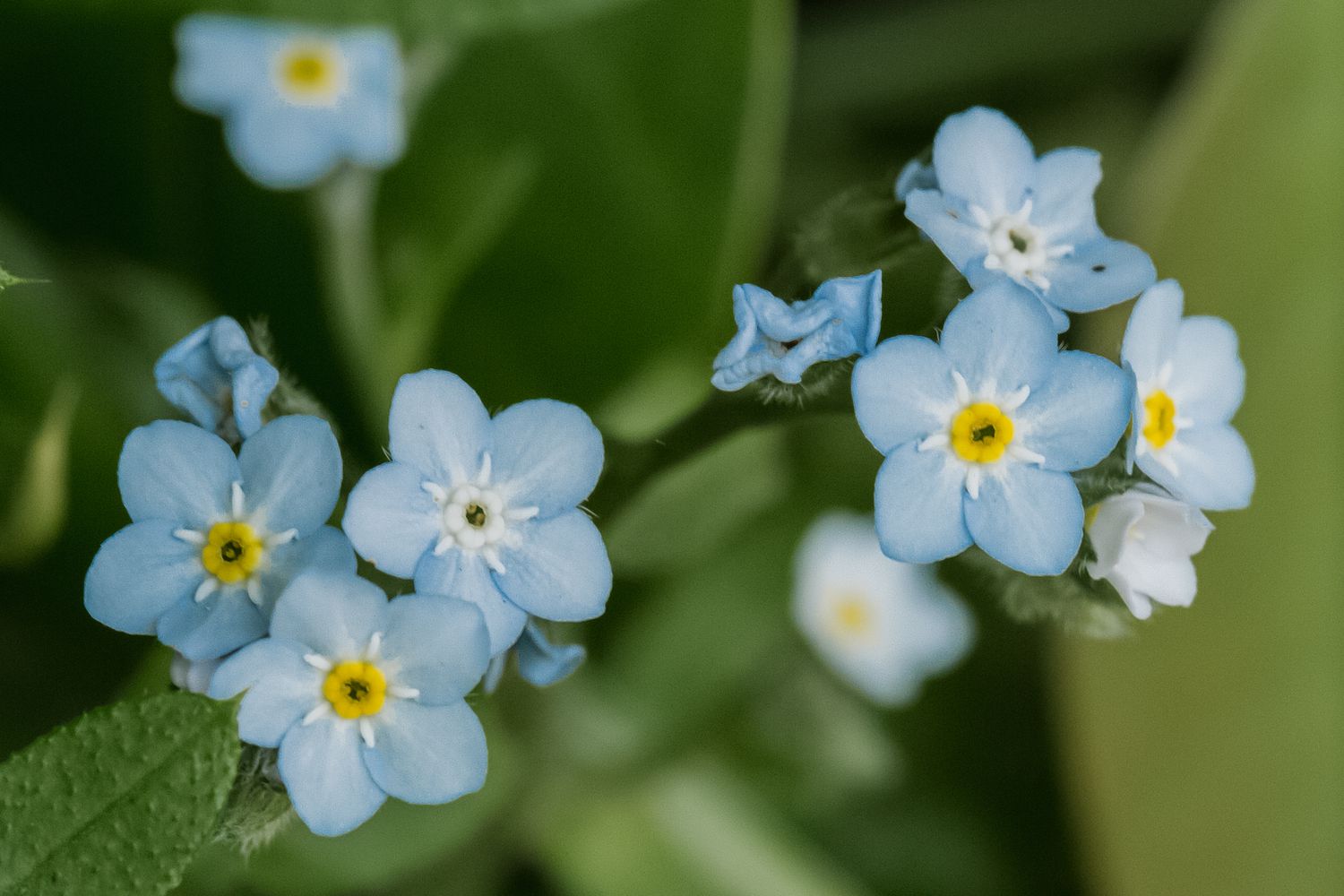How to grow and care for Forget-Me-Not flowers