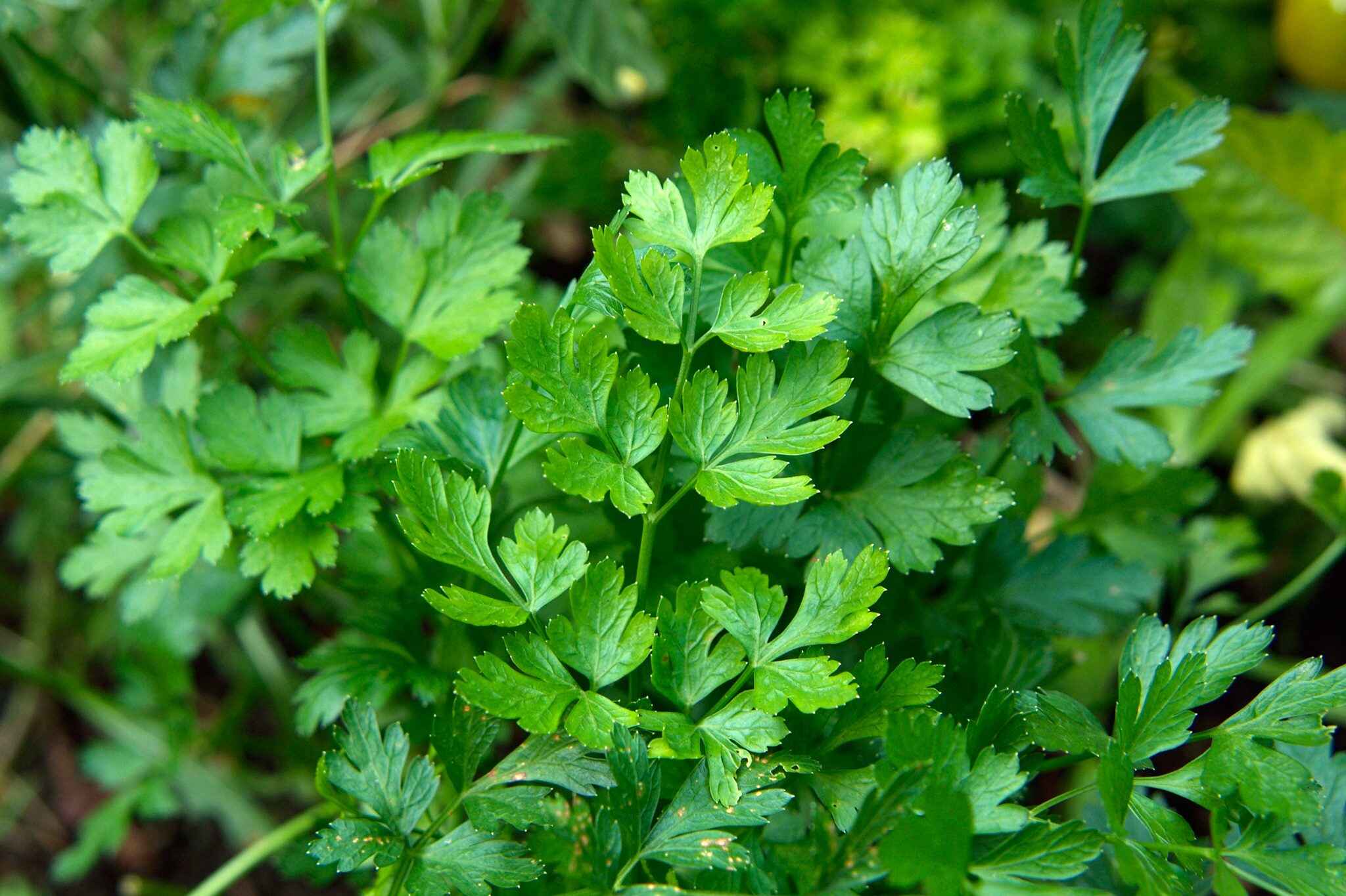 14-facts-about-parsley