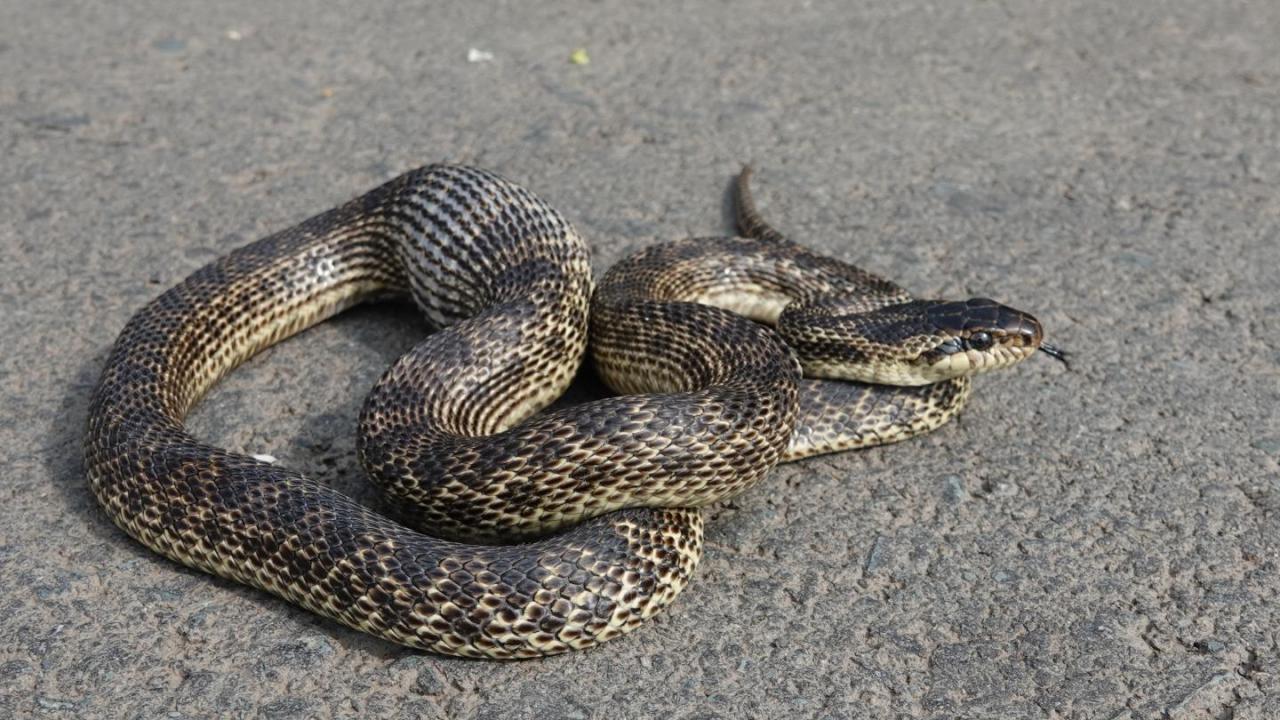 14-fascinating-facts-about-blotched-snake