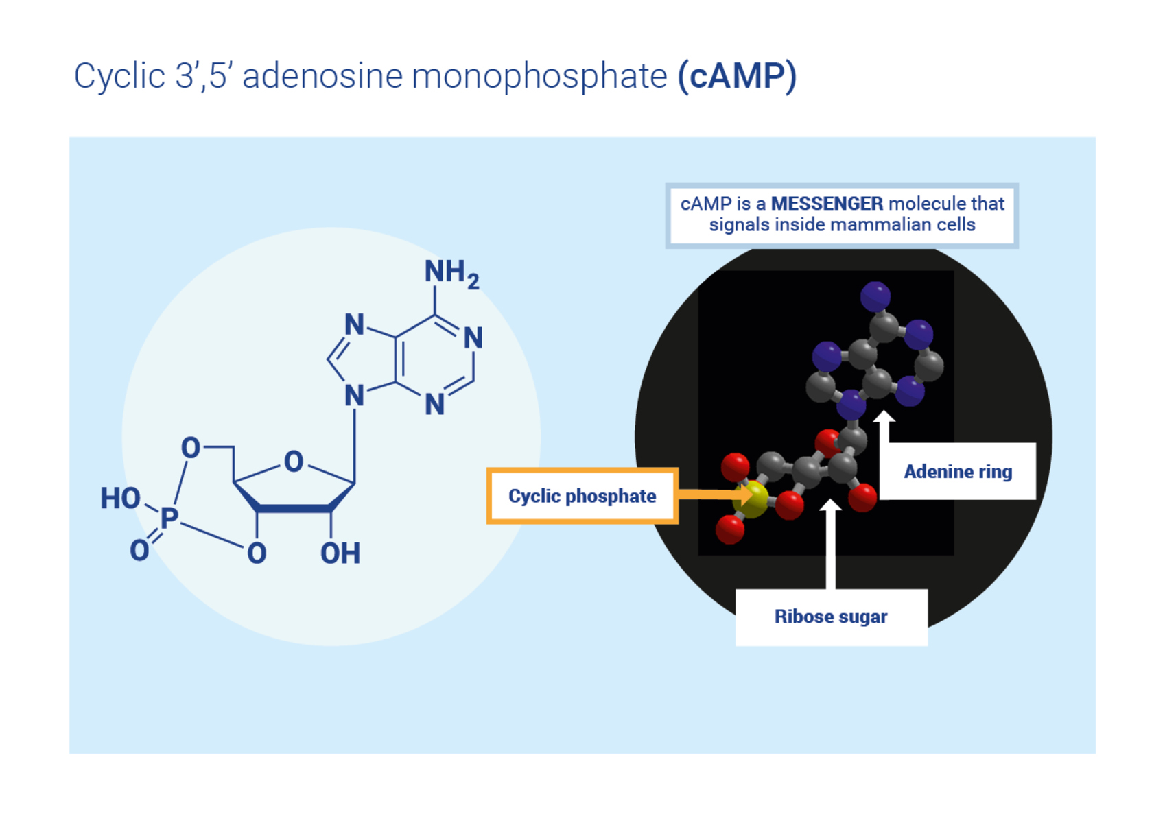 14-fascinating-facts-about-camp-cyclic-adenosine-monophosphate